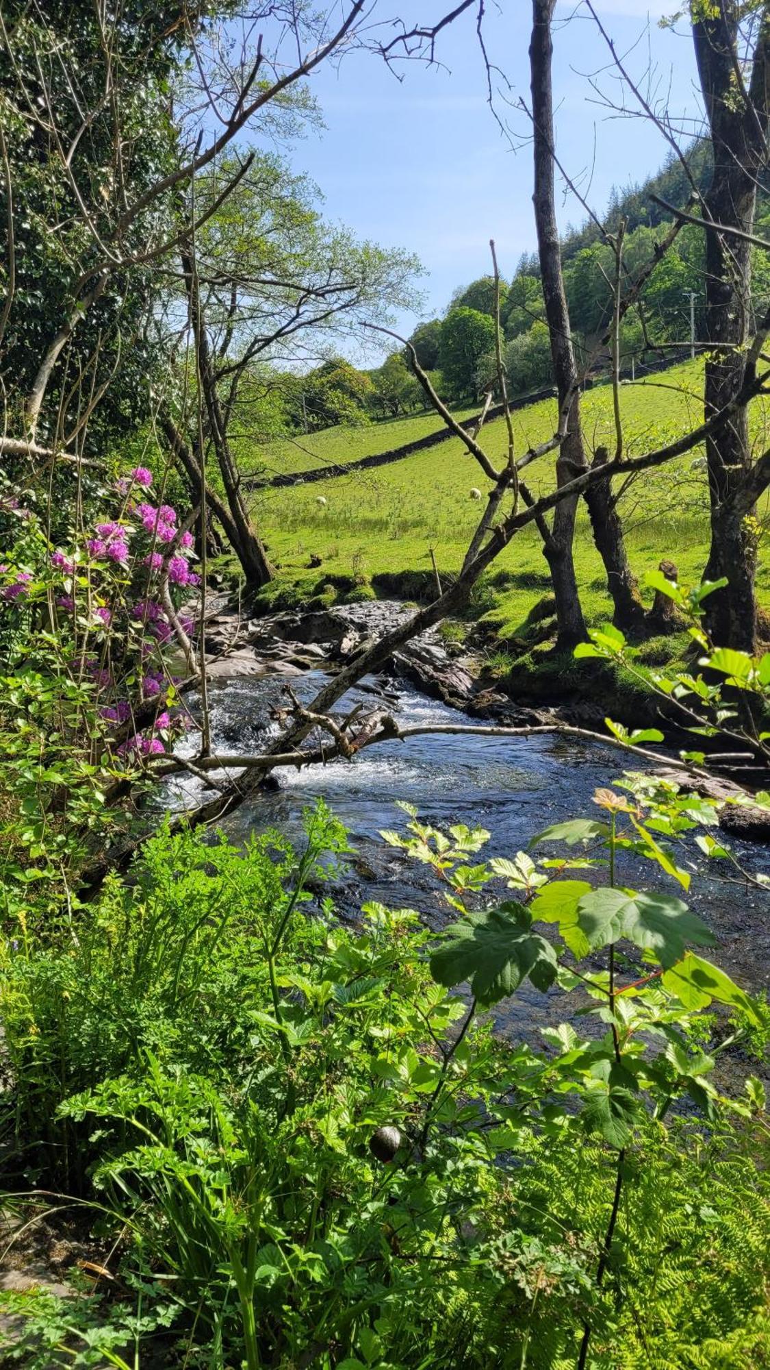 The Granary Corris On The Edge Of The Dyfi Forest Eksteriør billede